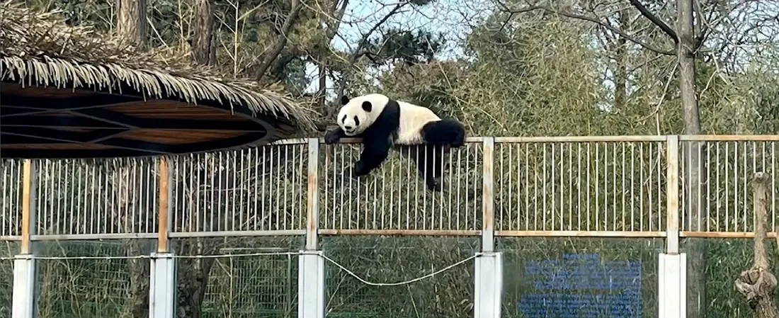 Ce panda a trouvé la parade pour s'échapper de son enclos